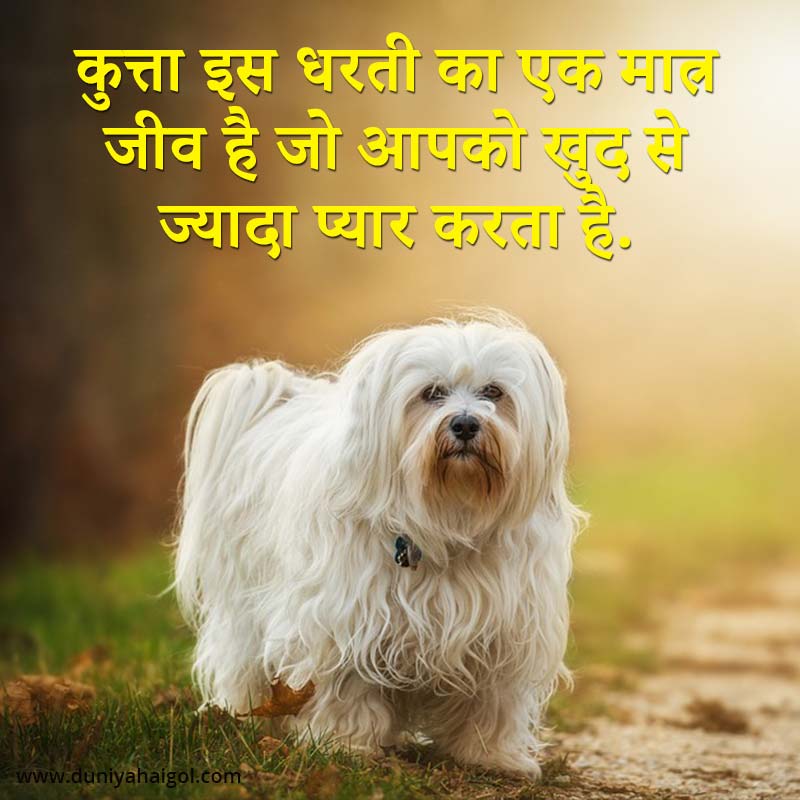 Dog Status in Hindi Dog Quotes in Hindi दुनियाहैगोल