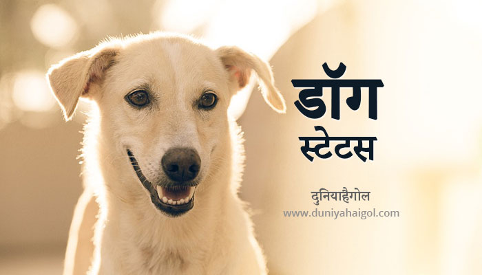 Dog Status in Hindi