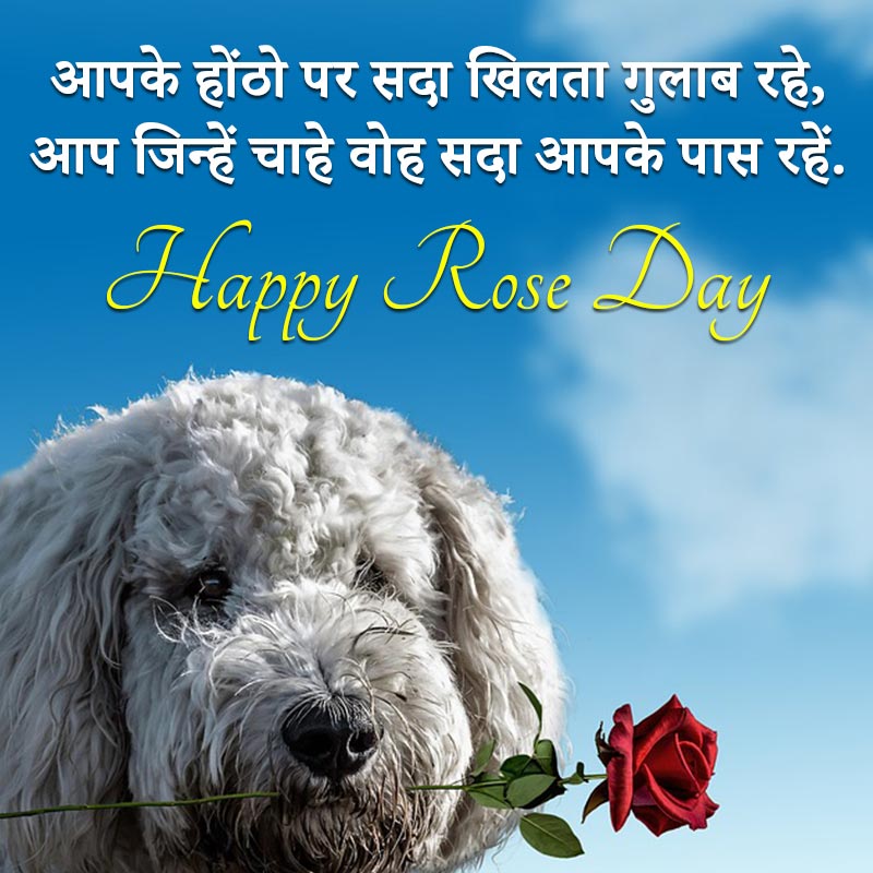 rose hindi shayari