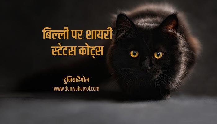 बिल्ली शायरी स्टेटस | Cat Shayari Status Quotes in Hindi | दुनियाहैगोल